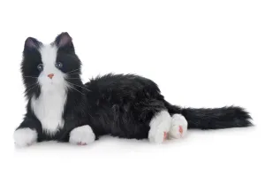 Black and white cat robotic companion pet - vat free